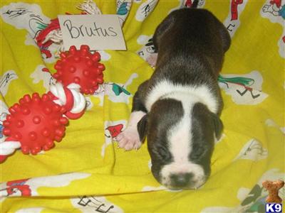 American Staffordshire Terrier Puppies for Sale